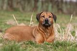 RODESIAN RIDGEBACK 072
